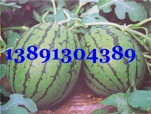 北京大洋路農(nóng)副產(chǎn)品批發(fā)市場 特色農(nóng)副產(chǎn)品全覽